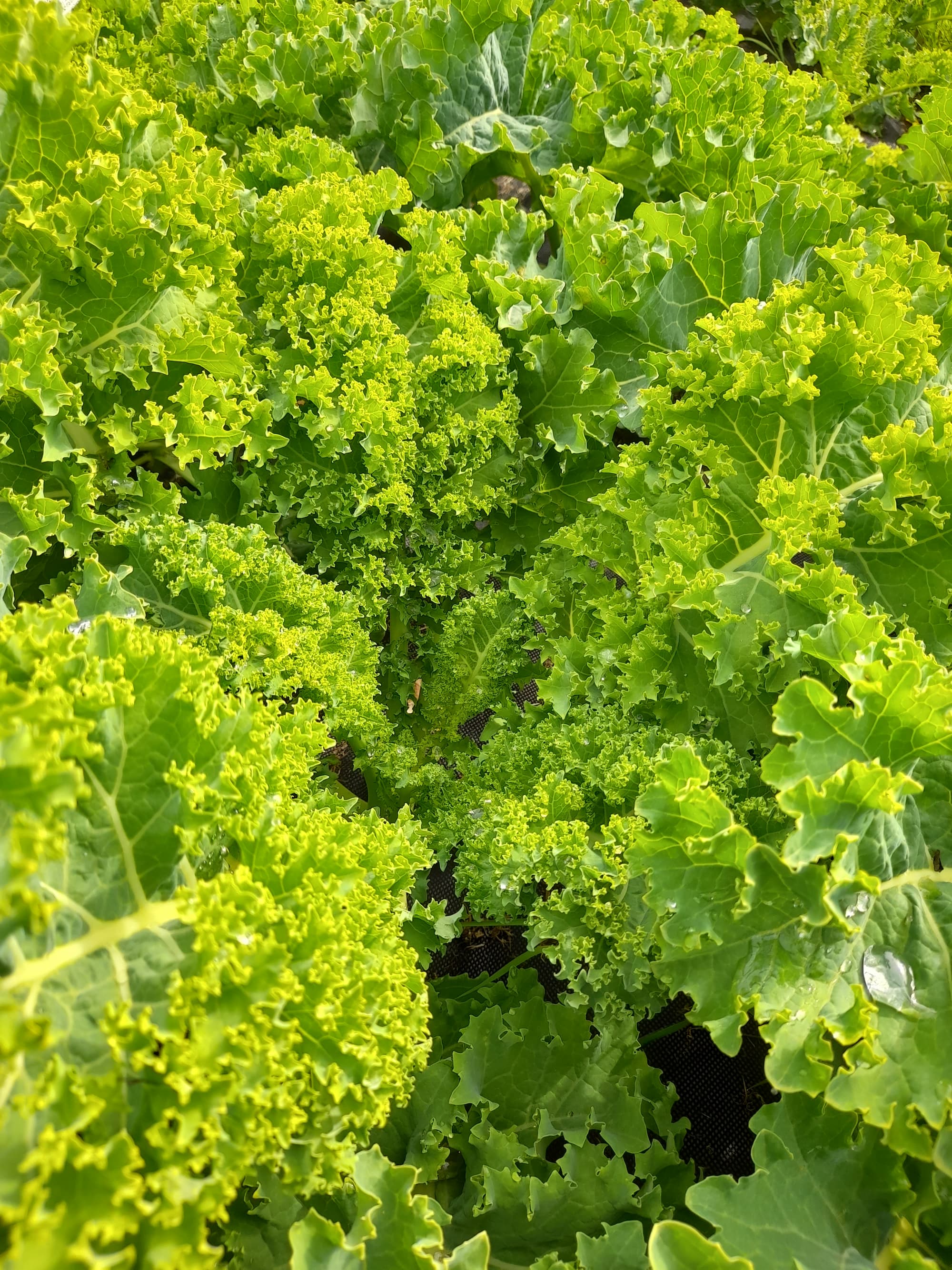 Curly kale growing in a bed