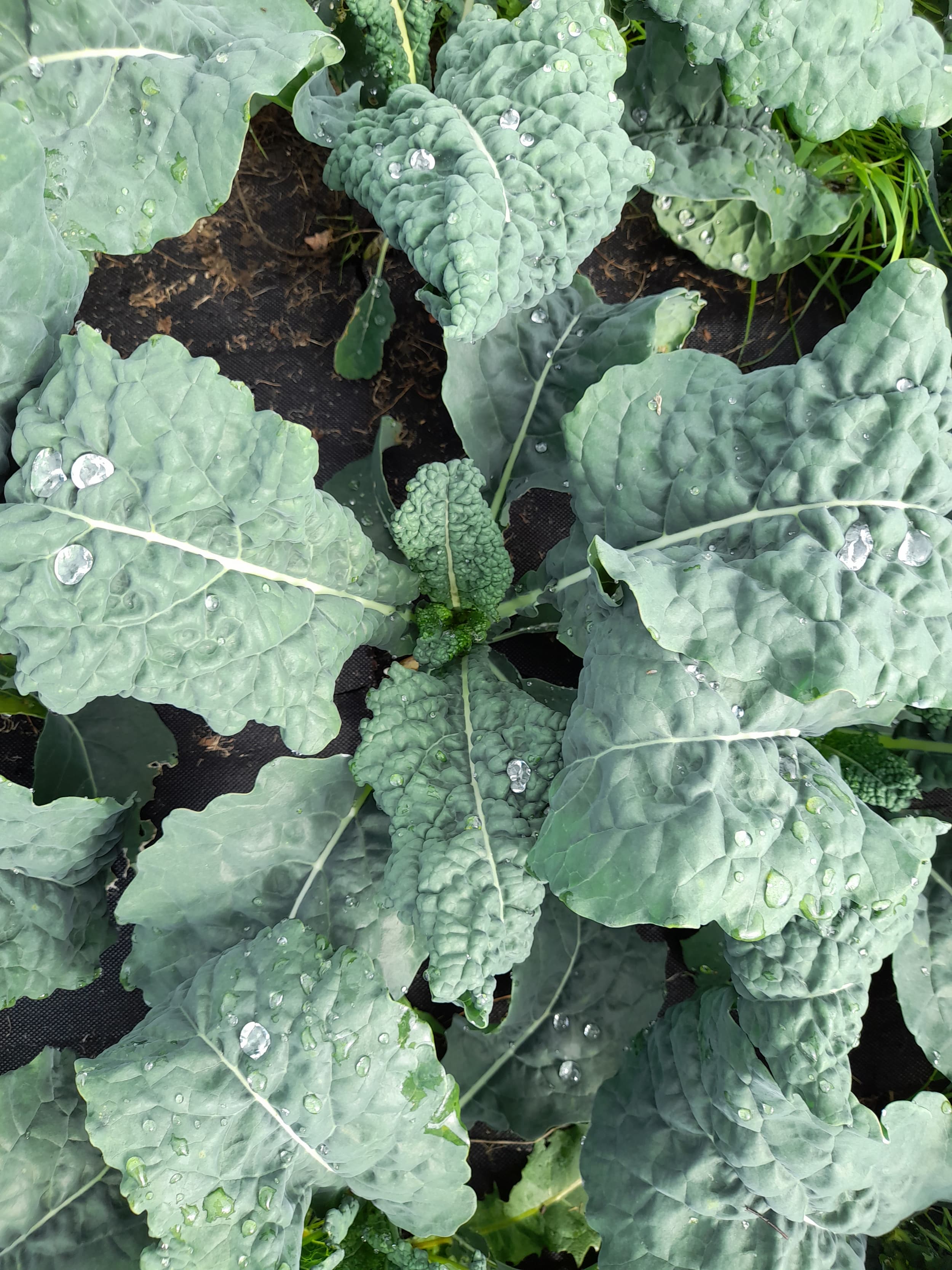 Cavolo nero leaves with raindrops