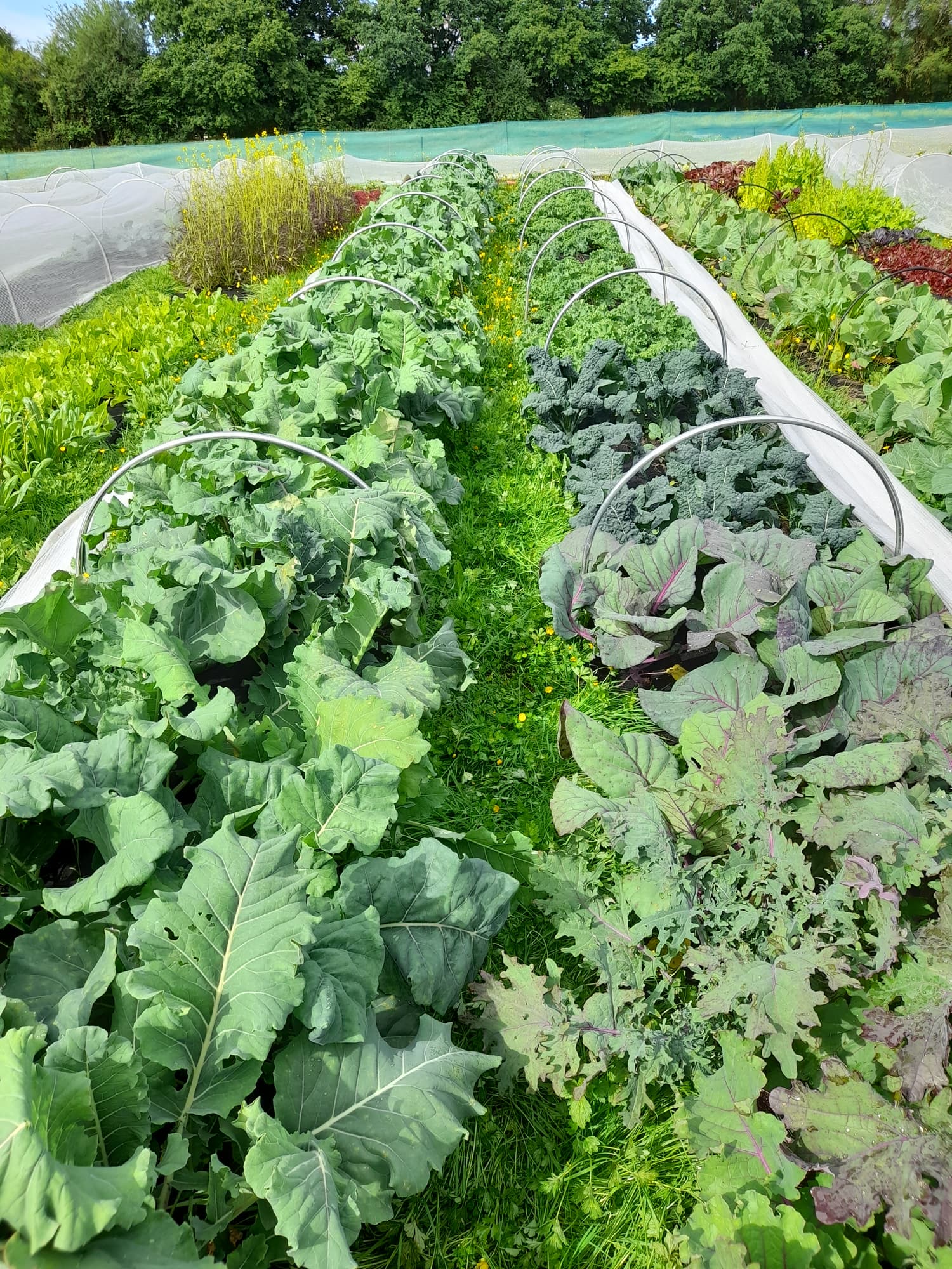 Market garden brassica beds with protective hoops