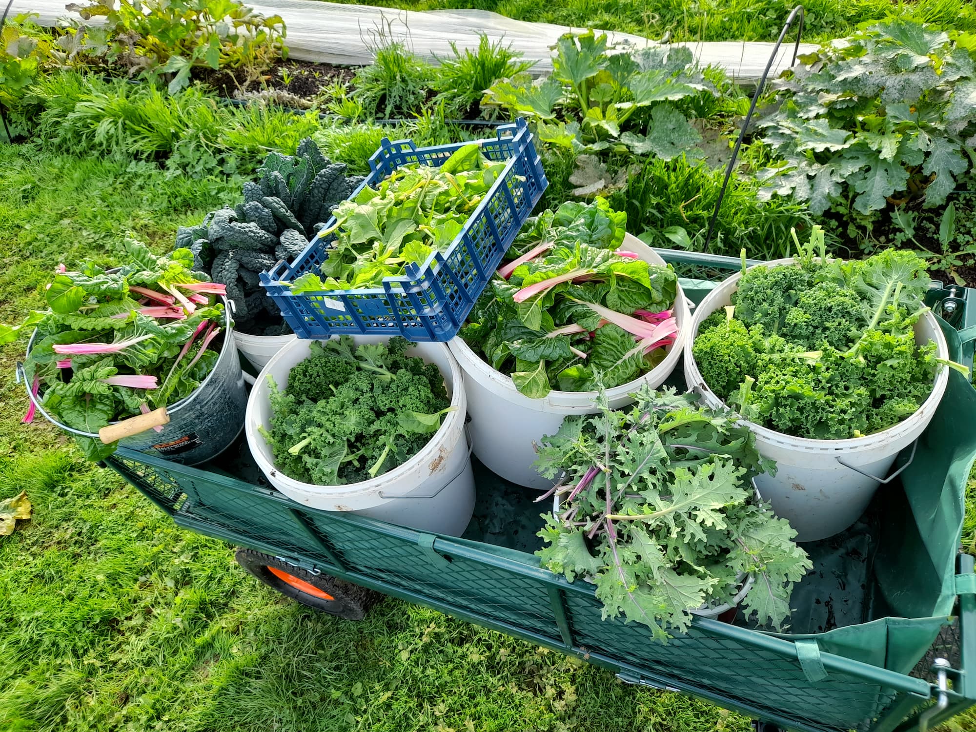 Harvest trolley loaded with kale and chard