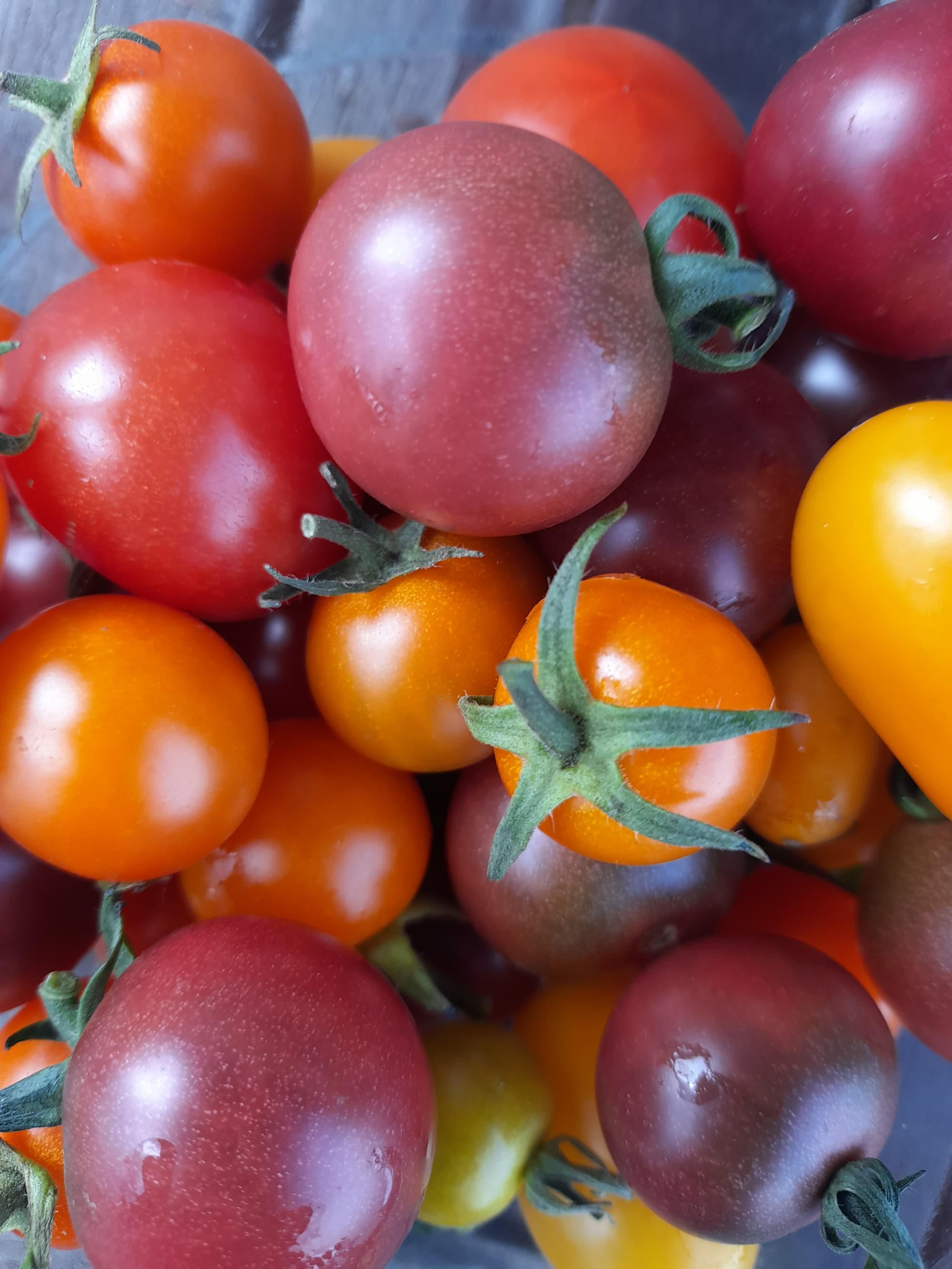Heritage cherry tomatoes in mixed colours