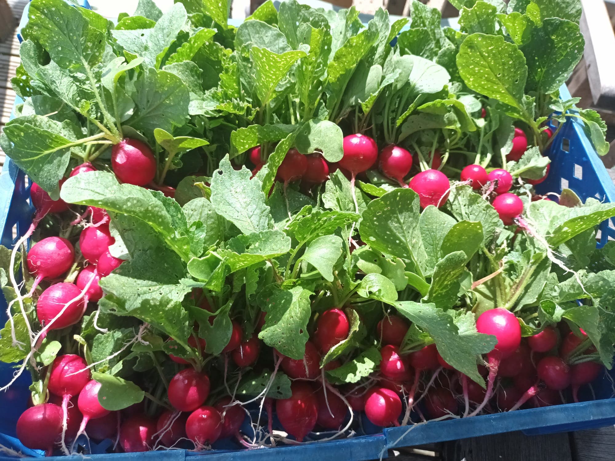 Fresh radishes in a harvest crate
