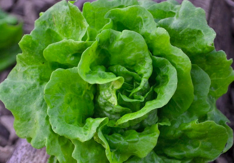 Butterhead lettuce head in the ground